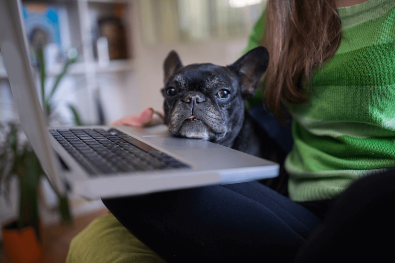 Working From Home Black Dog Institute